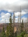 Photograph of the Alpine Pond Trail area at 
Cedar Breaks