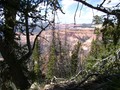 Photograph of the Alpine Pond Trail area at 
Cedar Breaks